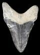 Serrated,  Bone Valley Megalodon Tooth #47799-1